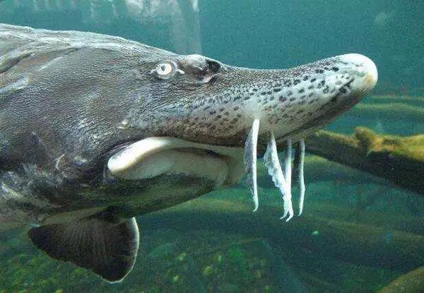地球上10大最凶猛的淡水鱼