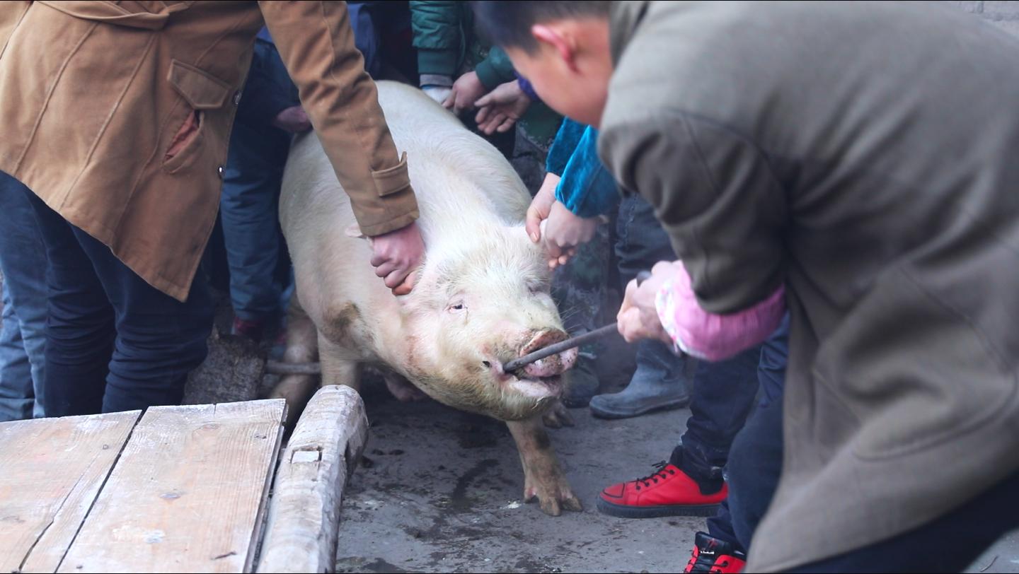 杀猪前,女主人在院前点上三炷香,杀猪匠才可以动刀.