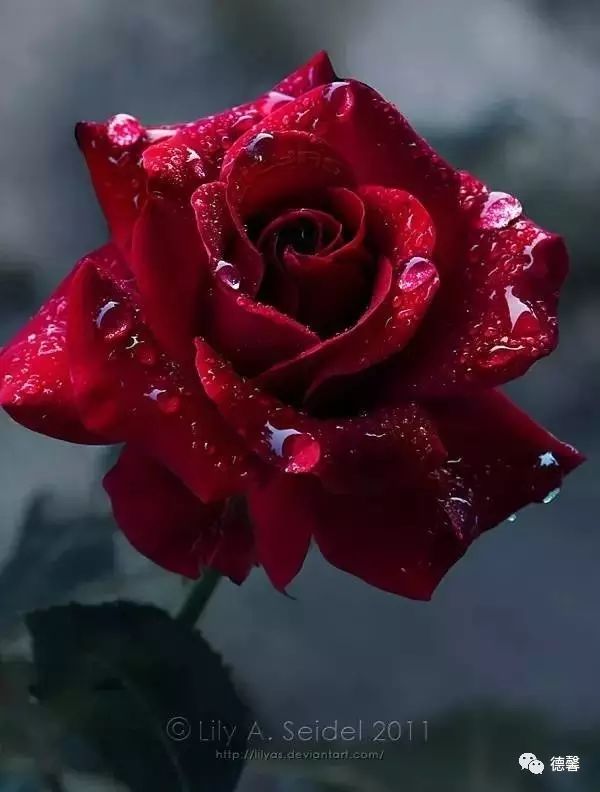 今天情人节,一首《999朵玫瑰》太好听了,还有365支玫瑰送给群里每位