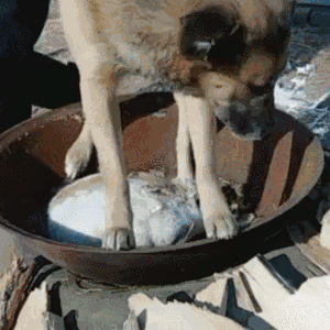 狗狗被主人扔进锅,并将盖子盖上,狗狗淡定对待!