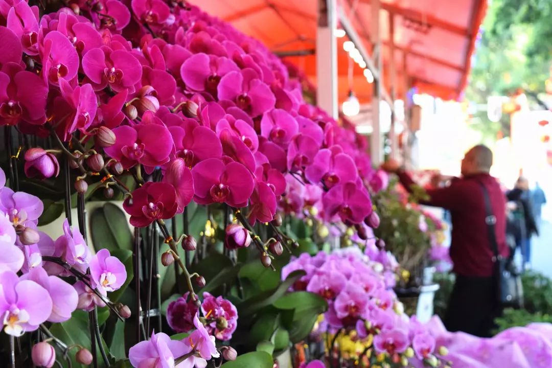 举家齐齐逛花街!海珠花市今日开幕,这里成了"花花世界"