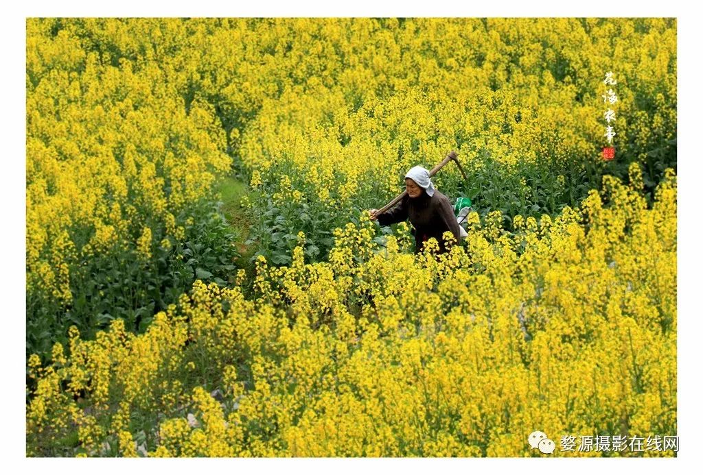 婺源周溪人口_婺源油菜花图片