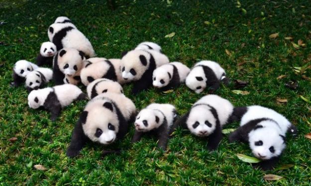 国家林业局发布,目前全球圈养大熊猫种群规模达到520只,大熊猫种群