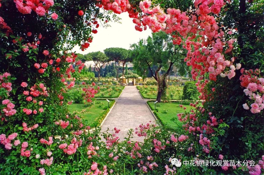 三客游|意大利罗马玫瑰园