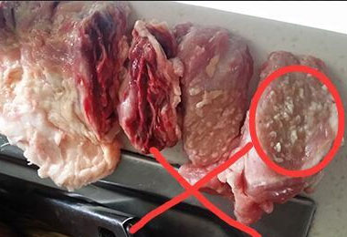 为什么母猪肉不能吃,含有毒物质?教你一眼识别母猪肉