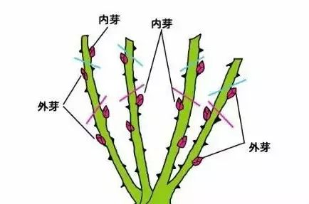 【苗圃技术】春季花木修剪,这么做就对了