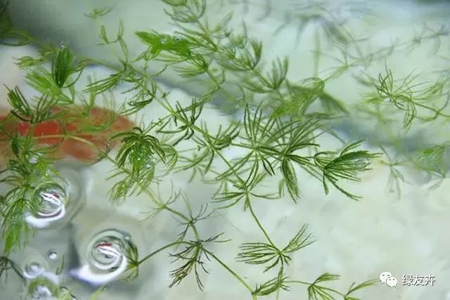 金鱼藻每次从水草瓶中,看着水草制造的氧气从水里冒出气泡,渐渐浮出