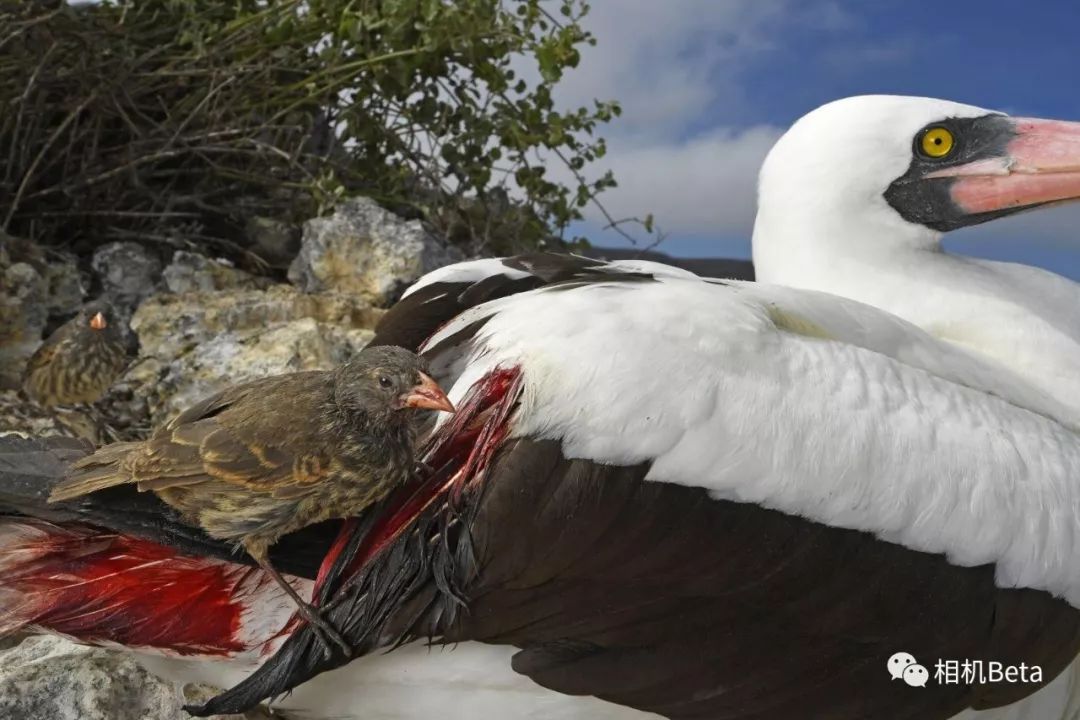 Pets Flying United: The Skyward Journey of Furry and Feathered Friends