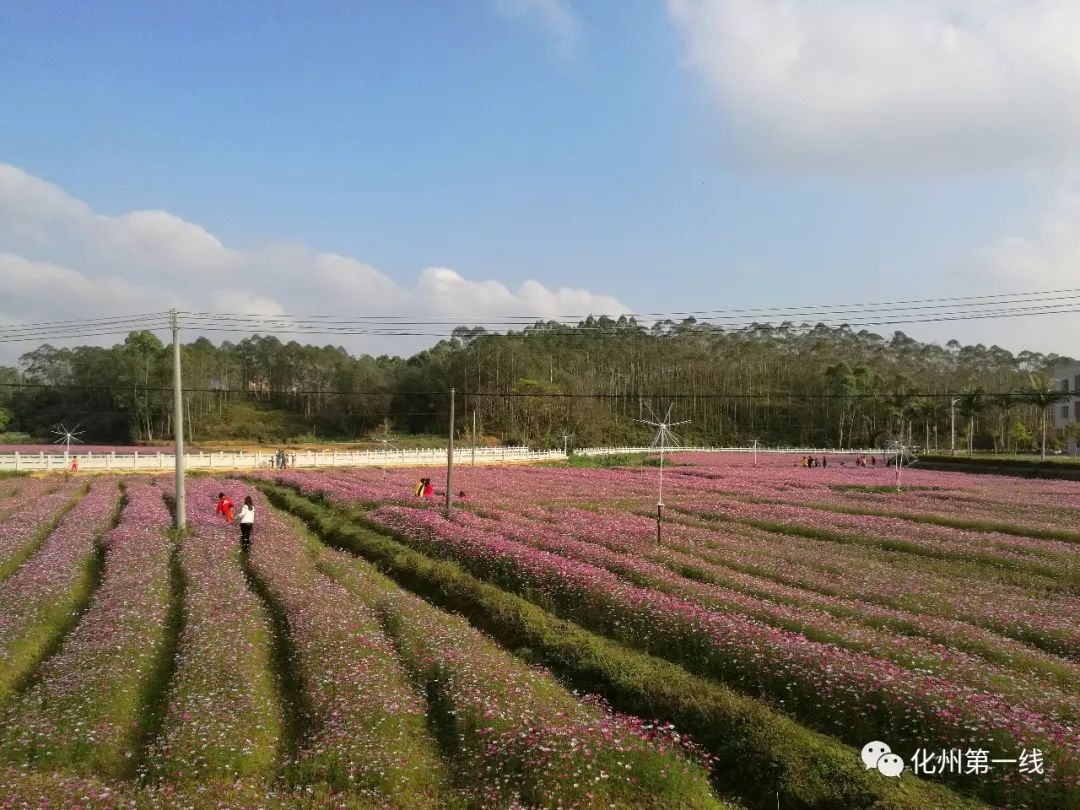 石湾博带这一片榕林胜境,足以改写化州旅游新格局