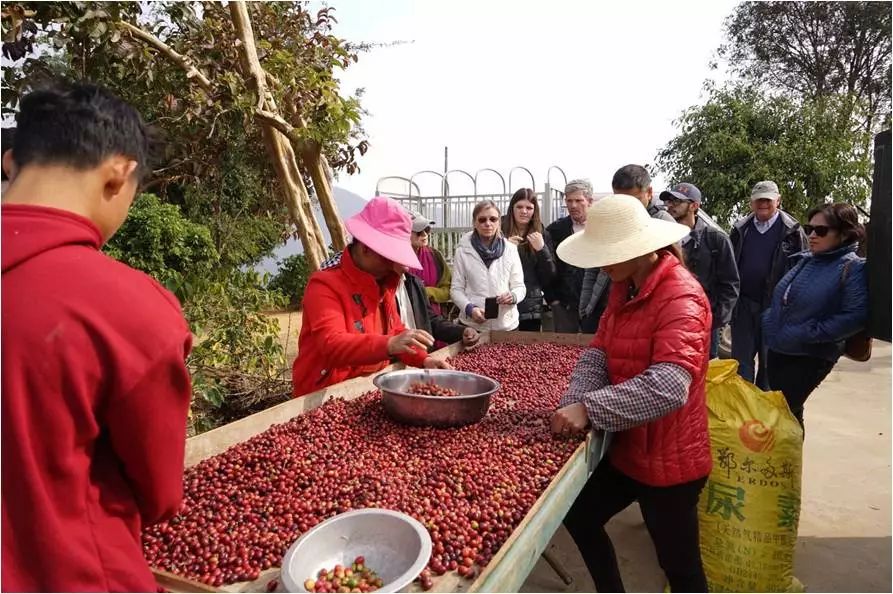 保山比顿精品咖啡种植基地