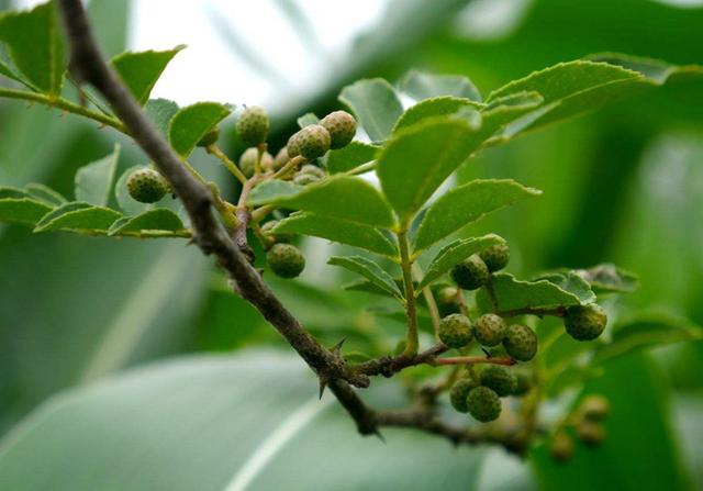 花椒树栽培技术|青花椒实用栽培技术之生物学习性