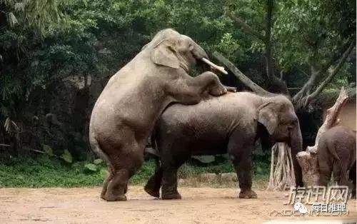 雄性生殖器官最长的动物:非洲象(生殖器官长达2米).