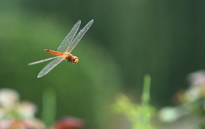 刘禹锡《和乐天春词》:行到中庭数花朵,蜻蜓飞上玉搔头.