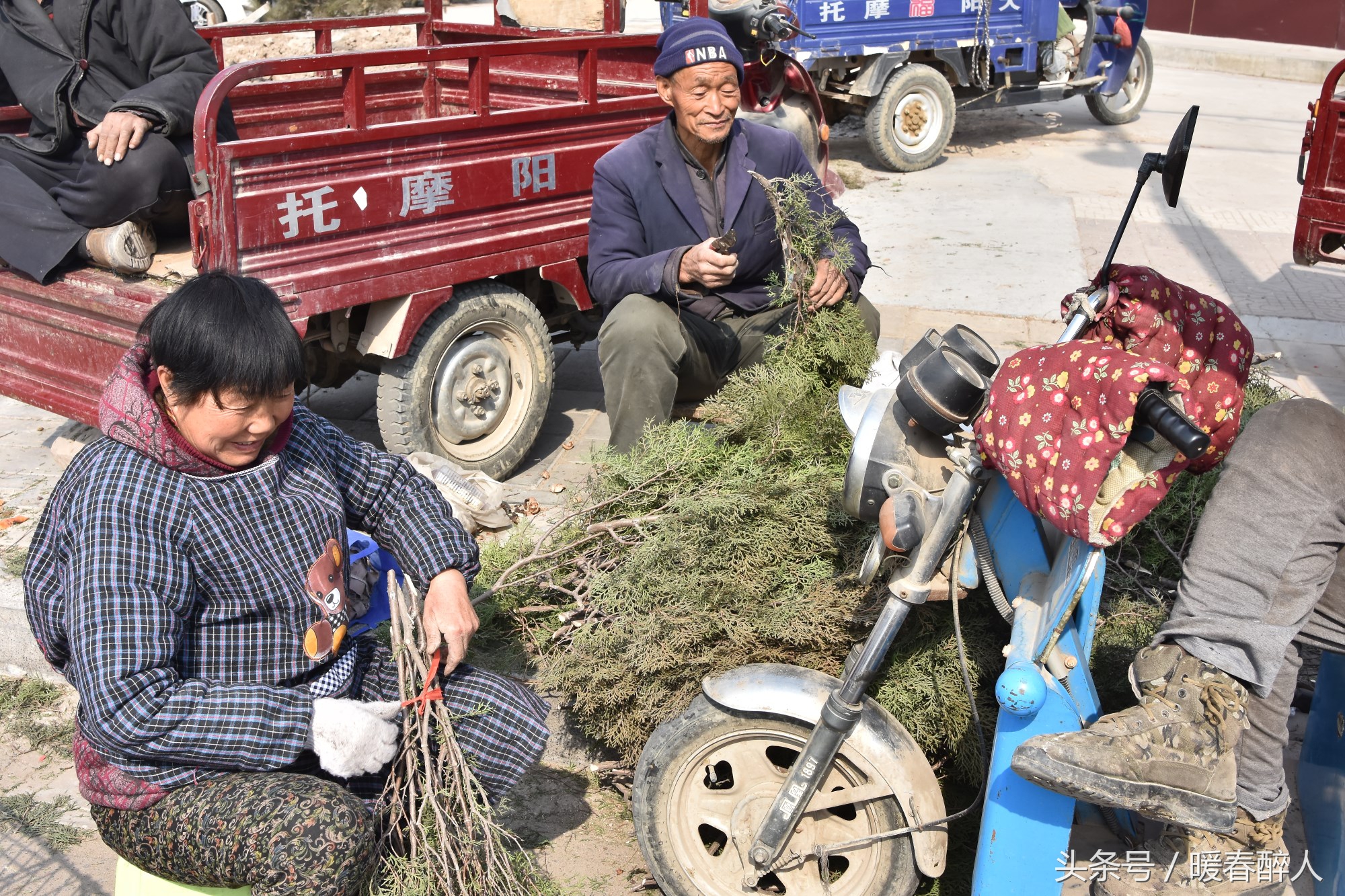 晋南过大年家家户户必买一植物枝叶,据说有神奇的功效