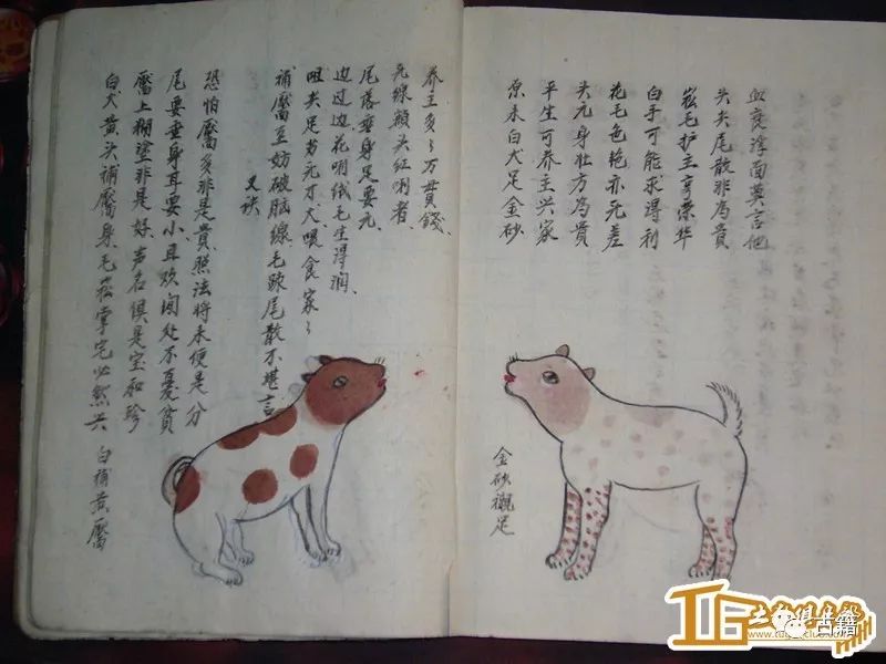 古籍《相犬大全》全本,让你大开眼界!