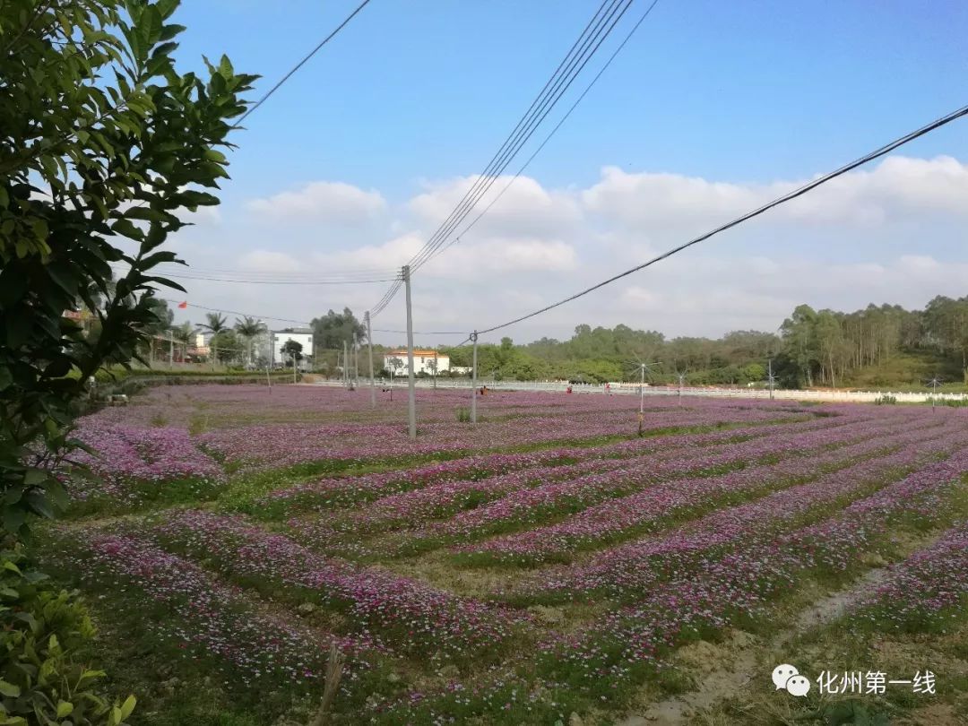 石湾博带这一片榕林胜境,足以改写化州旅游新格局