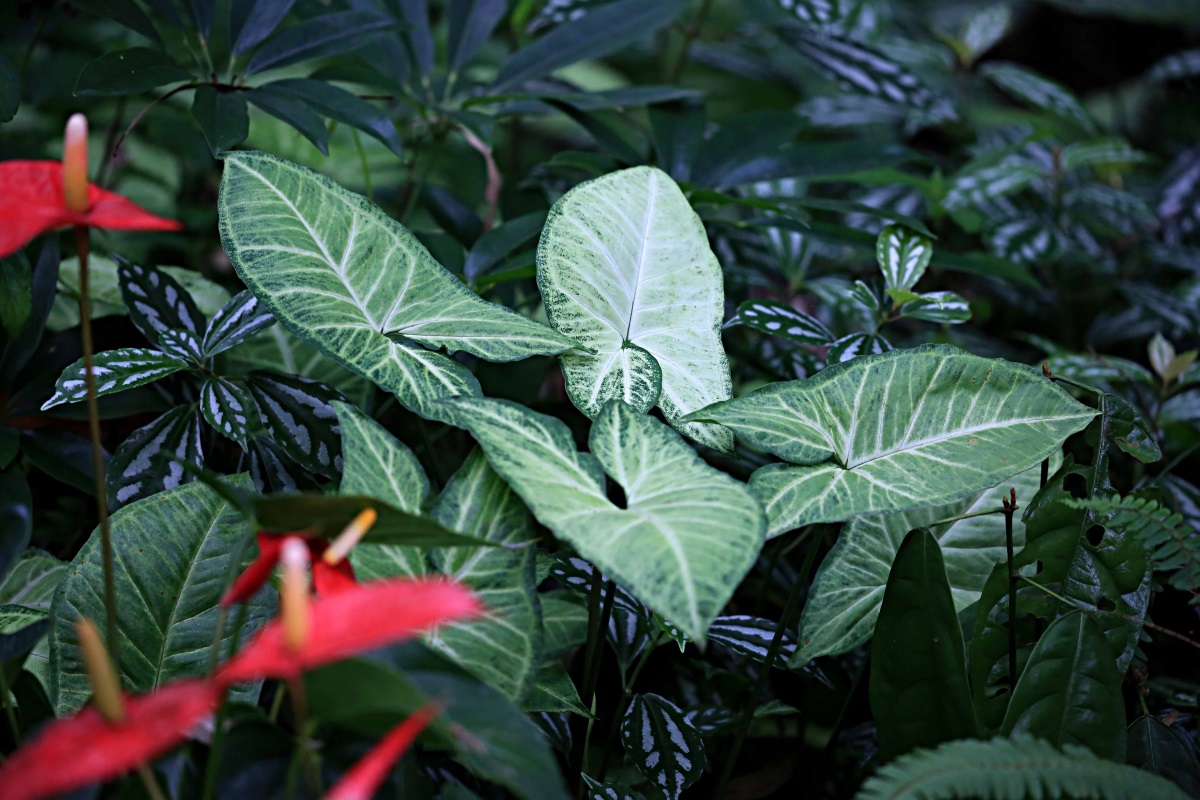 不认识几种热带植物怎么好意思说到过海南