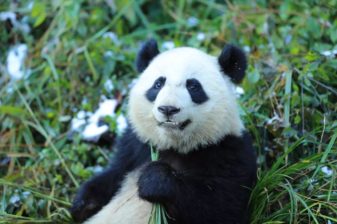 都江堰大熊猫给您拜年啦!花式祝福"滚滚"来!