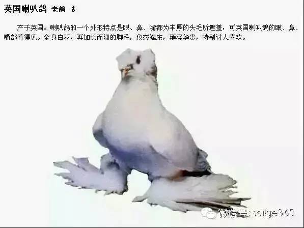 【图集】鸽子品种介绍配文字说明(绝版收藏)