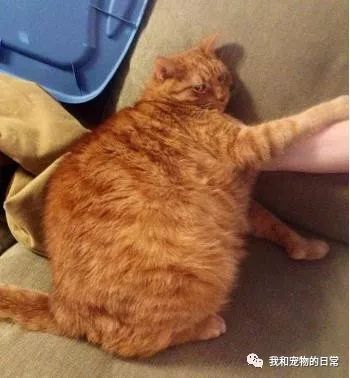 一位网友养了一只橘猫,最近给它称体重,明明每天吃的差不多,但是体重