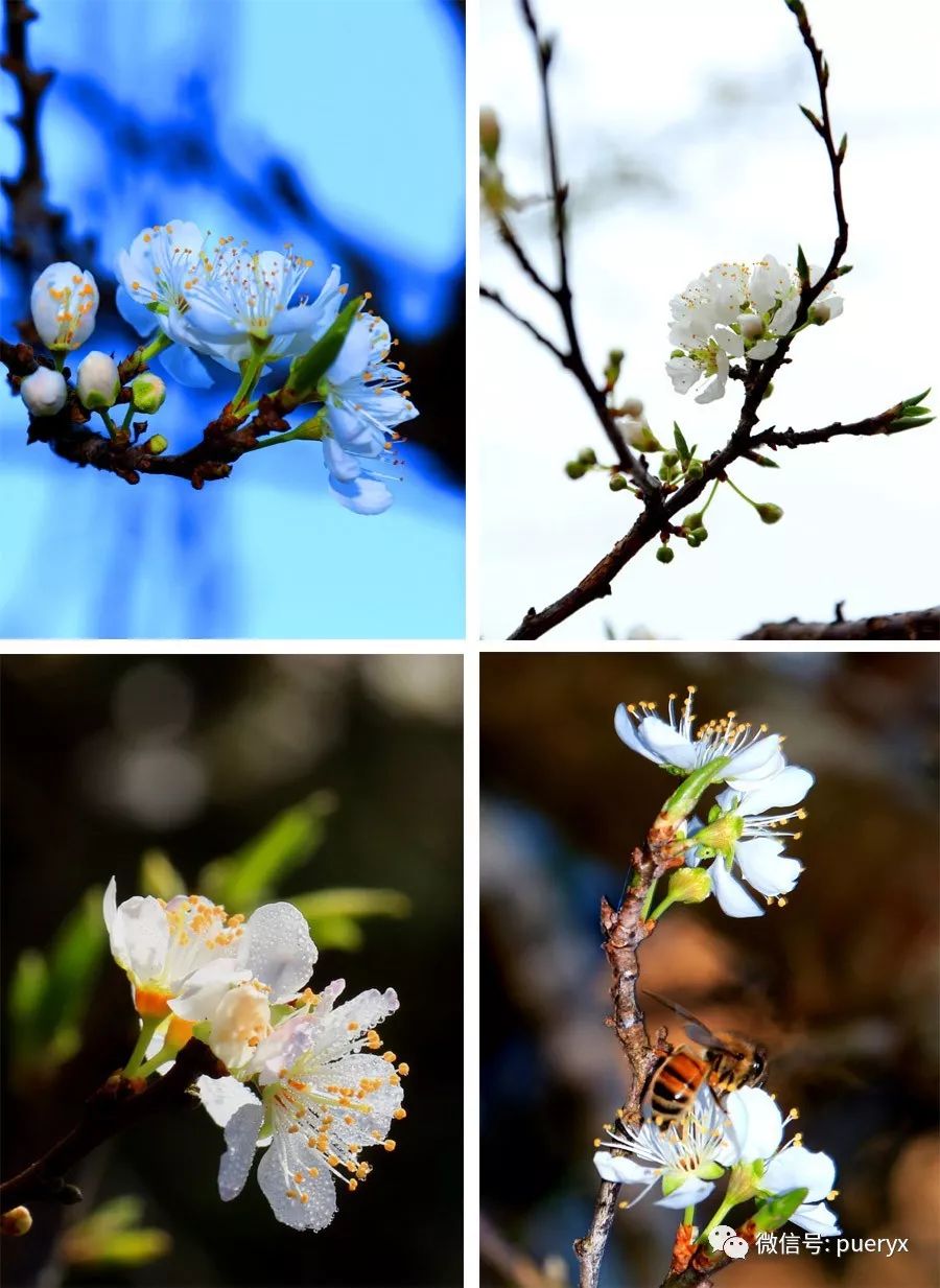 这些李子花花瓣纯白,花蕊淡黄色,清新淡雅,她们不像梅花独藏暗香,也不