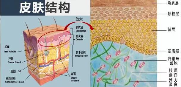 蛋白线提升的原理_蛋白线面部提升术的工作原理是什么