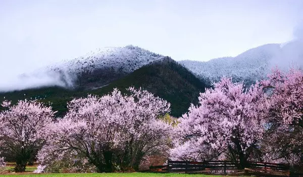 在桃花盛开的田野间,远望南迦巴瓦的山峰以及变幻莫停的云雾,等到夕阳