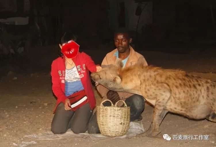 旅游 正文  在埃塞俄比亚harar小城,喂食斑点鬣狗是当地的一项传统的