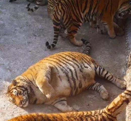 这系列胖虎照片上传到网上后,大批网友都纷纷笑称连老虎过个年都吃胖