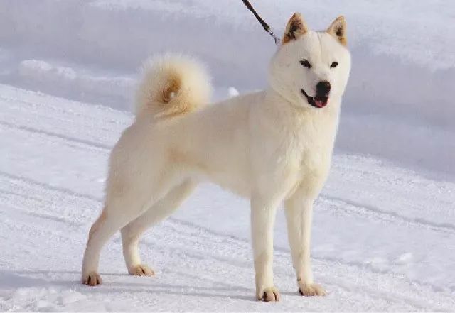 日本不光有柴犬和秋田,这种狗继承了狼血,全世界仅剩300只!
