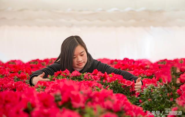 小林初花图片展示 小林初花相关图片下载