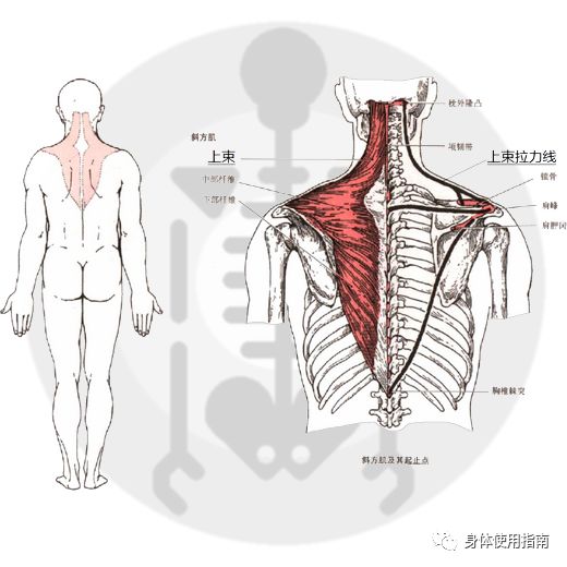 下图中,左侧为斜方肌在后面观的分布区域,右侧加粗字体标示出上束位置