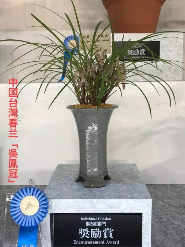 2018年日本世界兰展偏爱中国春兰老种