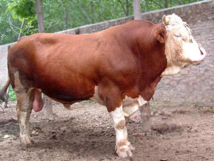 这一阶段牛容易发生腐蹄病,关节炎等疾病,一定保持圈舍干燥以及小