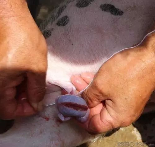 【视频】德国仔猪阉割方法教学