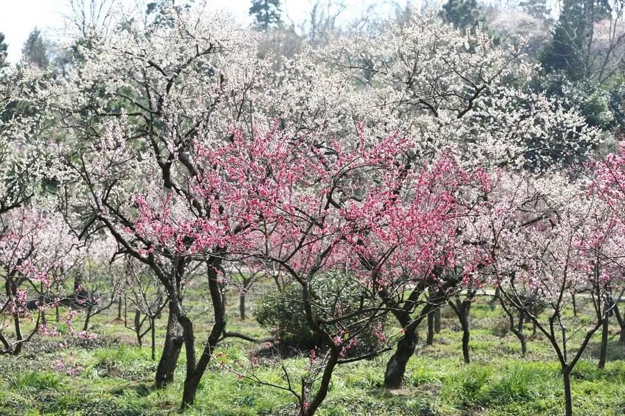 南京梅花山梅园