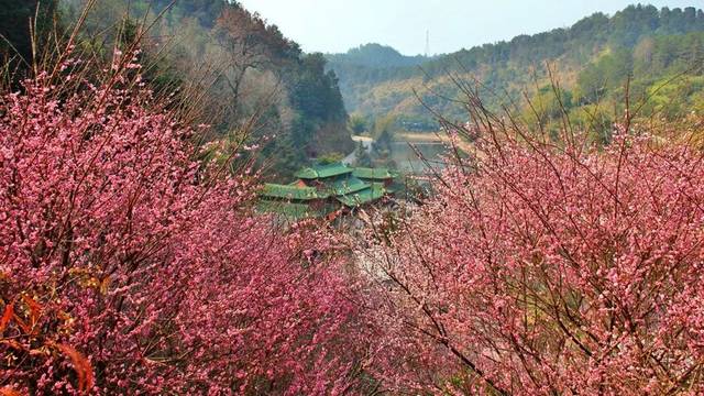 梅花飘香于天地这个时期的高涧观音已被梅花包围高涧观音地址:广东省