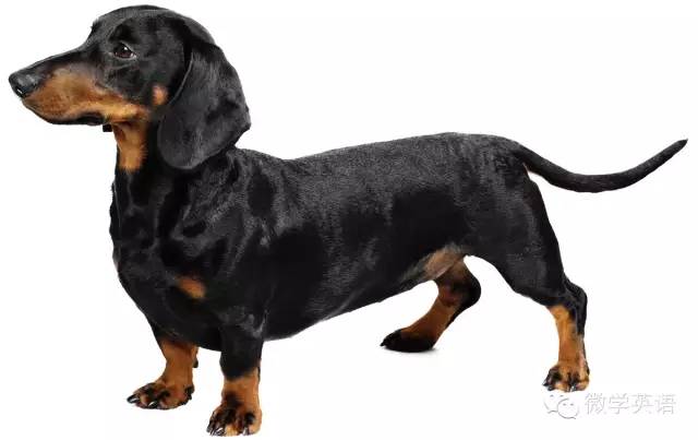 dachshund ["dkshund] 腊肠犬