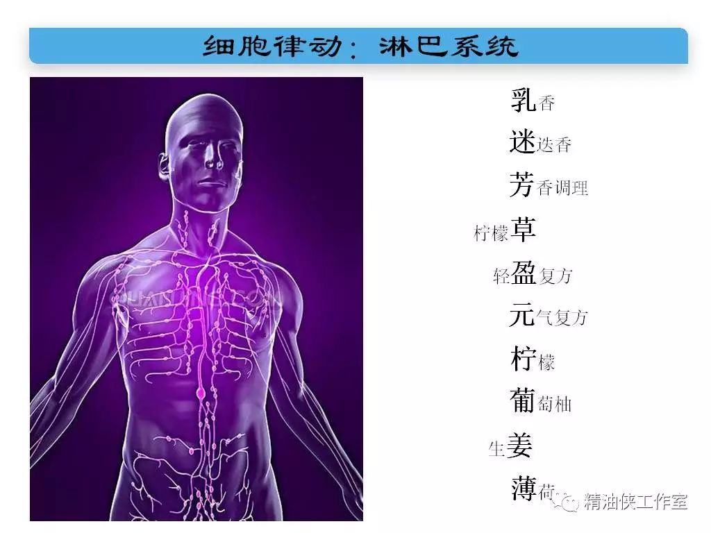 淋巴系统像遍布全身的血液循环系统一样,也是一个网状的液体系统.