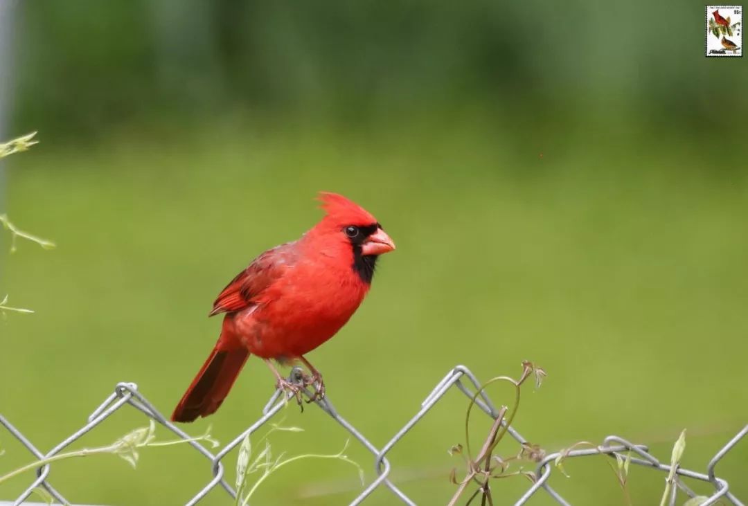 北美红雀(northern cardinal cardinalis)照片拍摄 美国 2016邮票