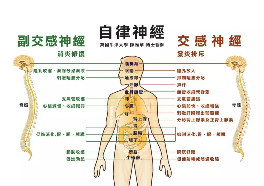 在 紧张,受到惊吓的时候, 人处于应激状态,交感神经兴奋, 血液中去甲