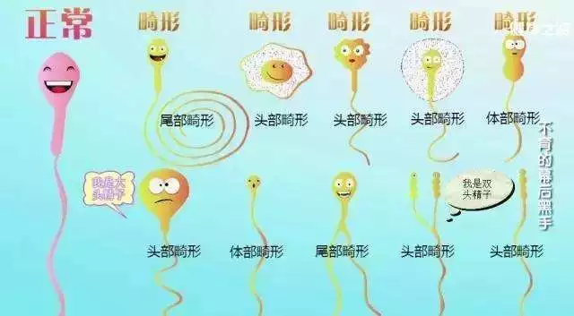 解读| 精子畸形率在什么范围内,才不影响生育?