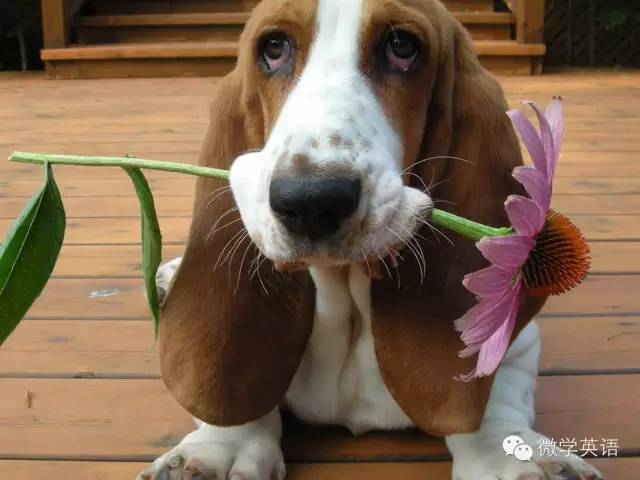 basset hound'bst[hand 巴吉度猎犬