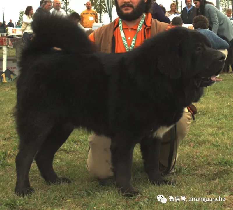 犬尾什么成语_成语故事简笔画(3)