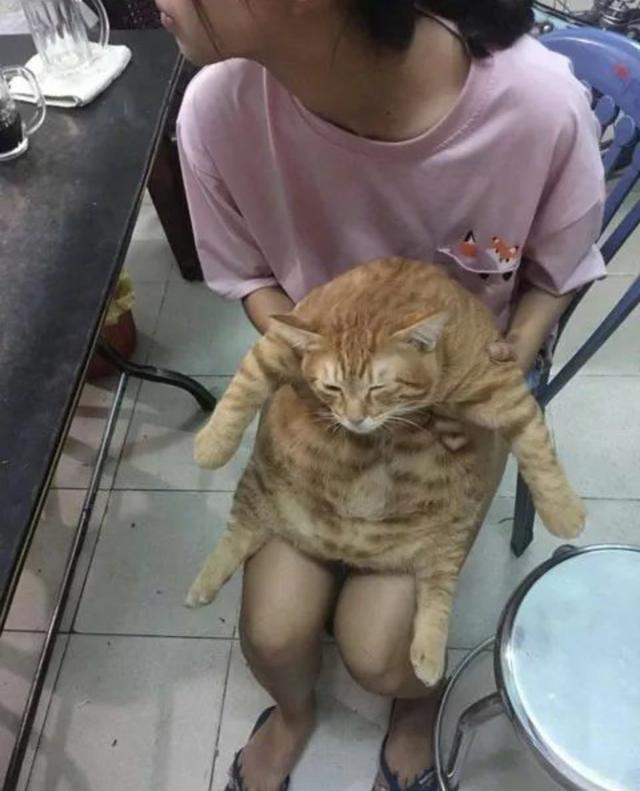 橘猫重达16斤,慵懒地坐在主人的腿上,像个大肉球!