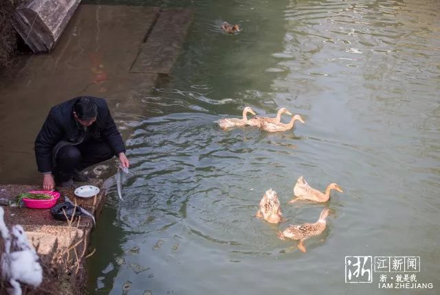 村民临河洗菜,鸭子戏水觅食,构成一幅自然惬意的乡村小景.