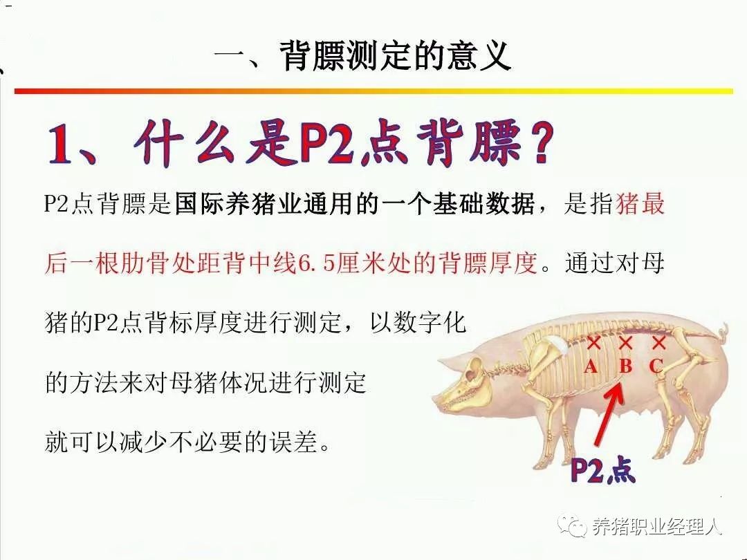 资料来源:正大集团 十七张ppt教你学会背膘测定.