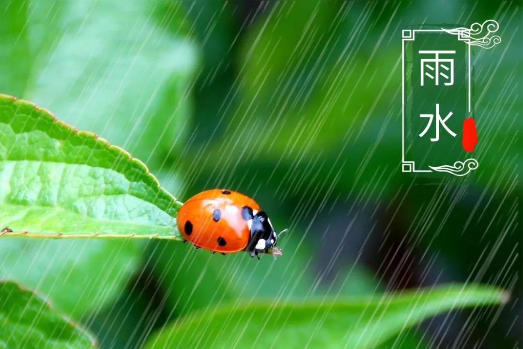 今日雨水| 春回大地,好雨时节,润物无声!