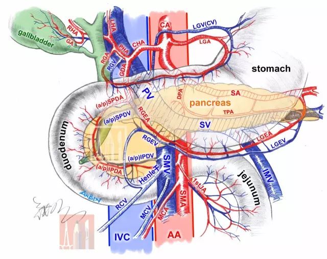腹部手术中你不可不知道的血管系统大盘点