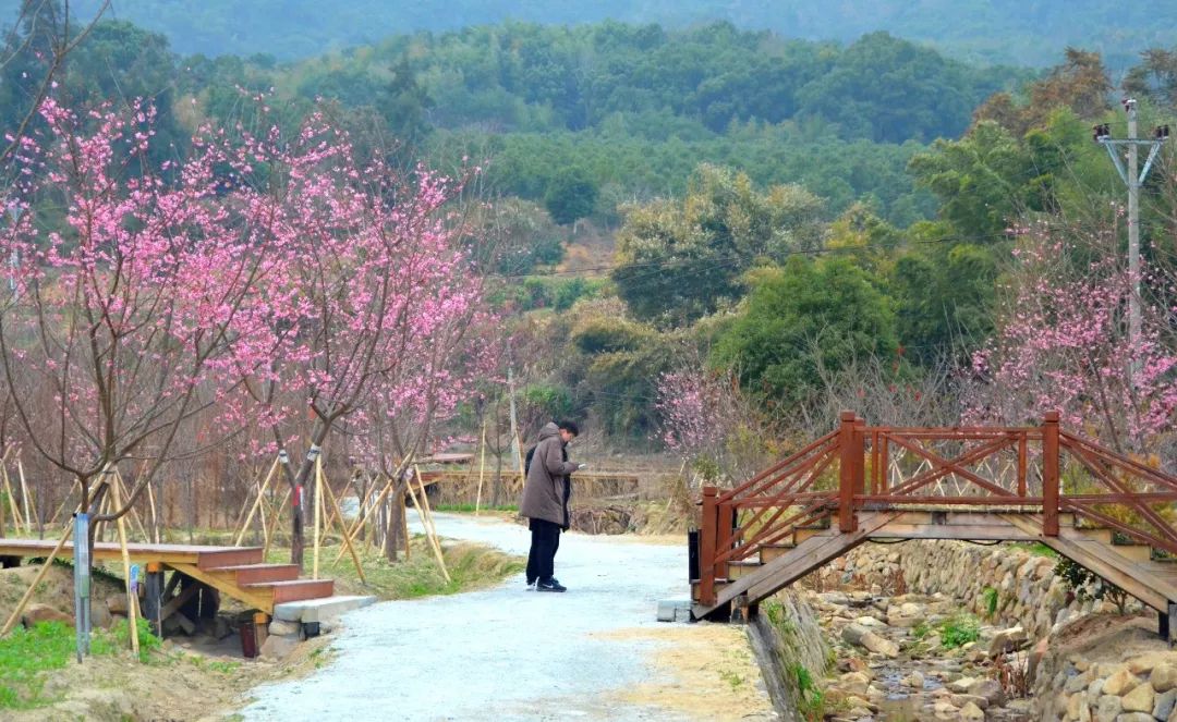 樱花谷 占地面积300多亩,靠近一贝风景区,四周峰峦叠翠,风景秀丽,樱花